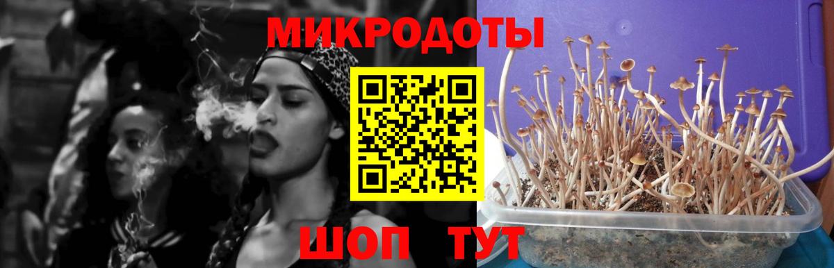 Псилоцибиновые грибы Psilocybine cubensis Буйнакск